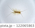 House centipede on the ceiling in the house 122065863