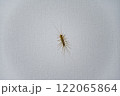 House centipede on the ceiling in the house 122065864