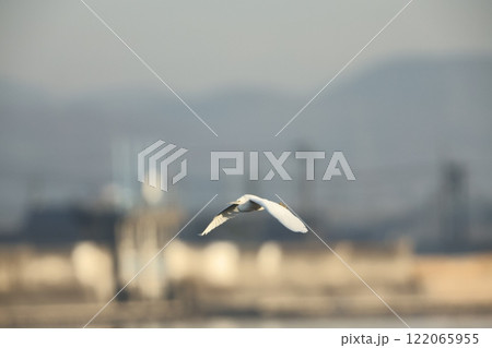 シラサギの飛翔 シラサギの飛翔 122065955