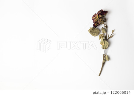 Dry rose flower taped with patch to white paper with copy space 122066014