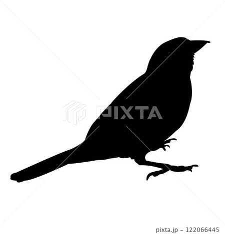 a sparrow body silhouette vector 122066445
