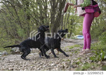 Owner throwing her labrador retrievers a toy in the water Owner throwing her labrador retrievers a toy in the water 122066523