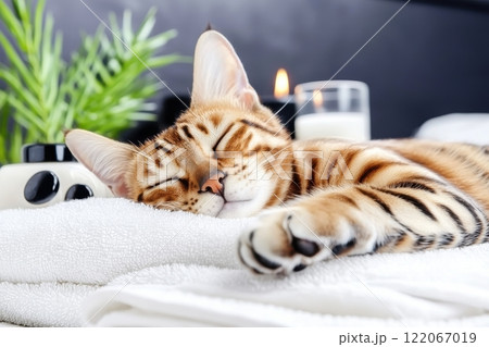 Bengal cat sleeping peacefully at home cozy indoor setting captured in natural light relaxation concept Bengal cat sleeping peacefully at home cozy indoor setting captured in natural light relaxation concept 122067019