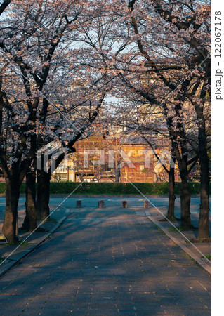 古都の春の京都市東山祇園白川の桜を撮影 122067178
