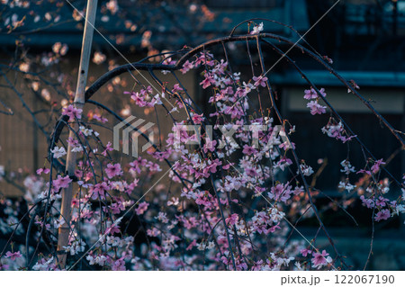 古都の春の京都市東山祇園白川の桜を撮影 122067190
