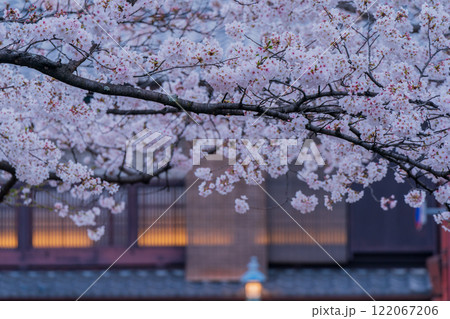 古都の春の京都市東山祇園白川の桜を撮影 122067206