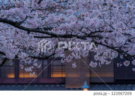古都の春の京都市東山祇園白川の桜を撮影 122067209