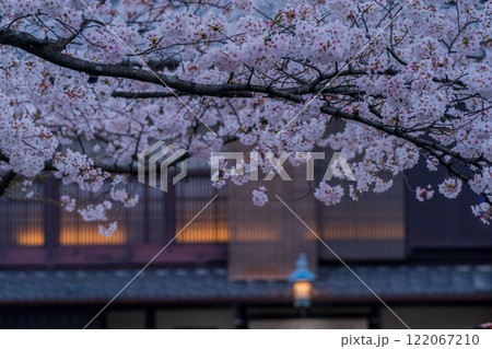 古都の春の京都市東山祇園白川の桜を撮影 122067210