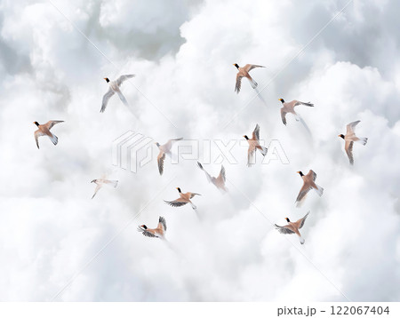 Birds flying through white clouds Birds flying through white clouds 122067404