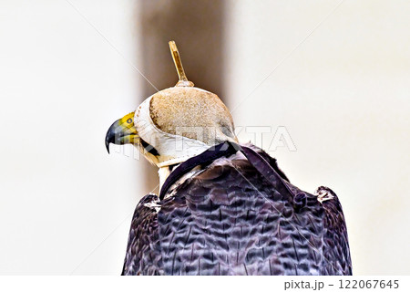 Image of a falcon in captivity in a recovery center in the province of Lerida Image of a falcon in captivity in a recovery center in the province of Lerida 122067645