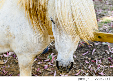 Nice albino pony with long hair in the corral	 122067731
