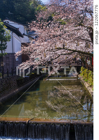 城崎温泉の桜～さくら橋近辺～(兵庫県-城崎温泉) 122067776