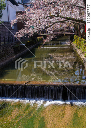 城崎温泉の桜~さくら橋近辺~(兵庫県-城崎温泉) 城崎温泉の桜~さくら橋近辺~(兵庫県-城崎温泉) 122067777