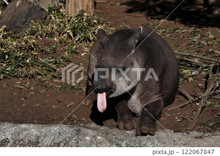 座って舌を出すアメリカバク 122067847