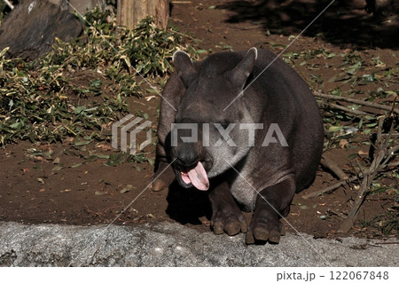 日光浴をしながら舌を出すブラジルバク 日光浴をしながら舌を出すブラジルバク 122067848