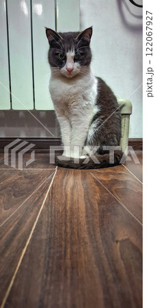 A slender cat near the radiator. The cat's wary gaze follows what is happening. A slender cat near the radiator. The cat's wary gaze follows what is happening. 122067927