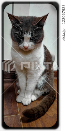 A slender cat near the radiator. Photo in a frame. The cat's wary gaze follows what is happening. A slender cat near the radiator. Photo in a frame. The cat's wary gaze follows what is happening. 122067928