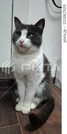 A slender cat near the radiator.   The cat's wary gaze follows what is happening. 122067929