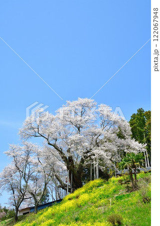 祭田の桜(福島県) 祭田の桜(福島県) 122067948