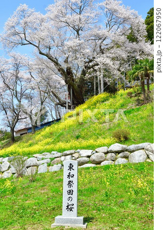 祭田の桜(福島県) 祭田の桜(福島県) 122067950