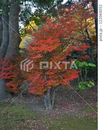 紅葉、戸定ヶ丘歴史公園にて 紅葉、戸定ヶ丘歴史公園にて 122068052