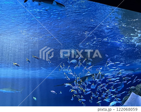 魚群 魚群 122068059