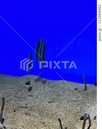 チンアナゴ 122068062