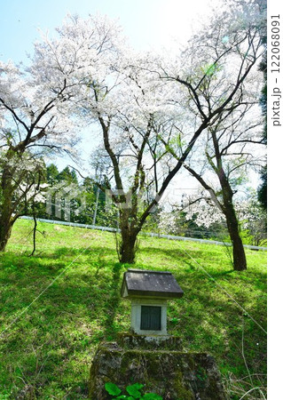 揚川発電所の桜(新潟県) 揚川発電所の桜(新潟県) 122068091
