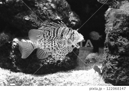 ミノカサゴ 122068147