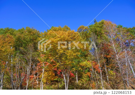 青空バックに見るきれいに色づいた紅葉情景 青空バックに見るきれいに色づいた紅葉情景 122068153