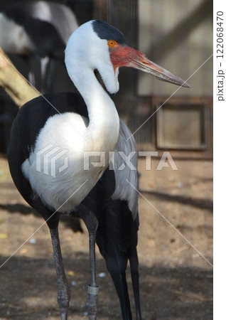 ホオカザリヅル（上野動物園／東京都台東区上野公園） 122068470