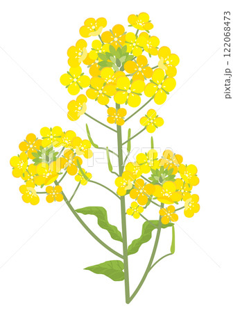 三本の菜の花 122068473