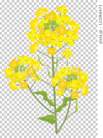 三本の菜の花 122068473