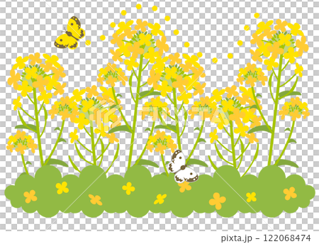 Illustration of butterflies fluttering in a rapeseed field 122068474
