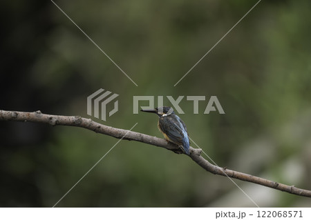 枝に止まるカワセミ 122068571