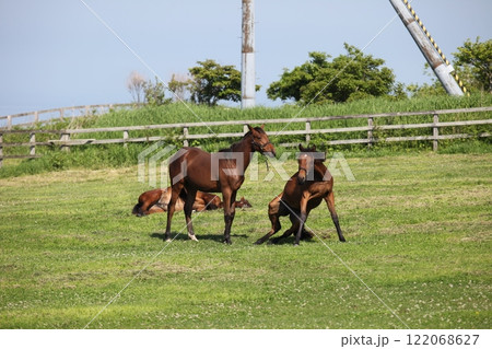 起こされた馬の風景_日髙 起こされた馬の風景_日髙 122068627