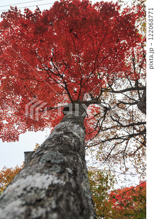 日光 紅葉 いろは坂 日光 紅葉 いろは坂 122068771