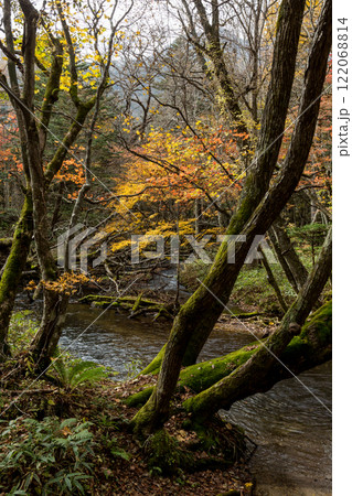 日光 紅葉 いろは坂 日光 紅葉 いろは坂 122068814