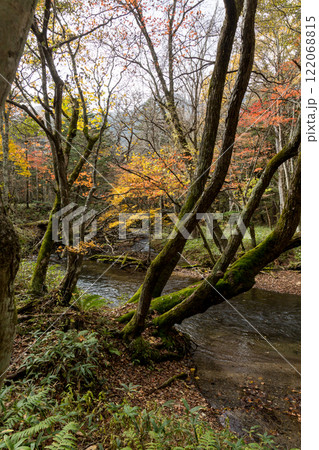 日光 紅葉 いろは坂 日光 紅葉 いろは坂 122068815