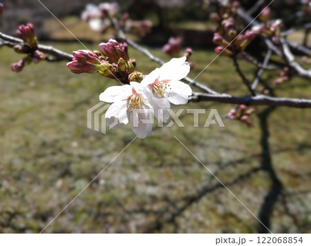 咲き始めの桜 122068854