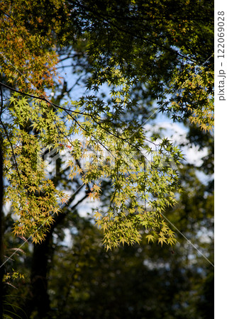杉村公園の木々 杉村公園の木々 122069028