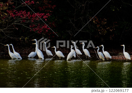 サギ科ダイサギの群れ サギ科ダイサギの群れ 122069177