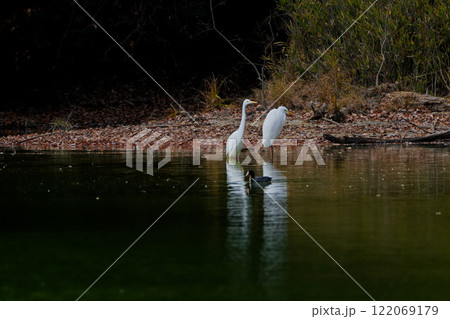 サギ科ダイサギの群れ 122069179