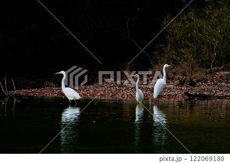 サギ科ダイサギの群れ 122069180