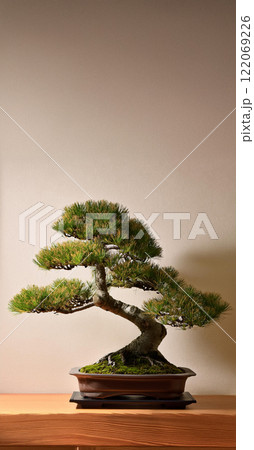 和室に飾られた盆栽 122069226