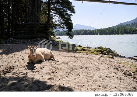 Cow resting on sandy riverbank with forest and mountain view in daylight scene Cow resting on sandy riverbank with forest and mountain view in daylight scene 122069369