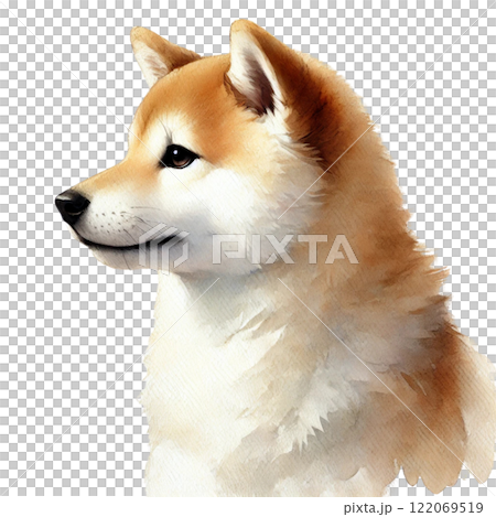 横を向く柴犬のイラスト素材 [122069519] - PIXTA