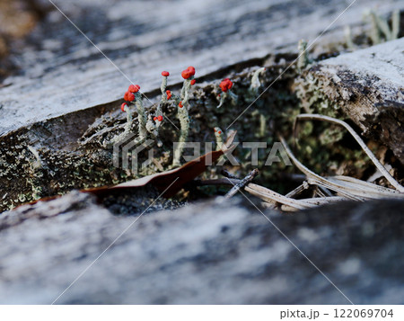 切株で発生する地衣類ハナゴケ科コアカミゴケ 122069704