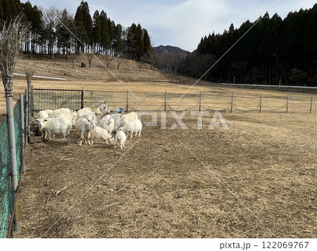 やぎ やぎ 122069767