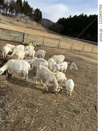 干し草を食べるやぎ 干し草を食べるやぎ 122069768